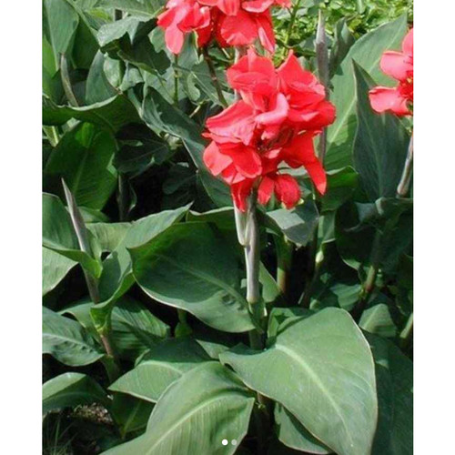 Cana lilly rhizome giant - rhizome,