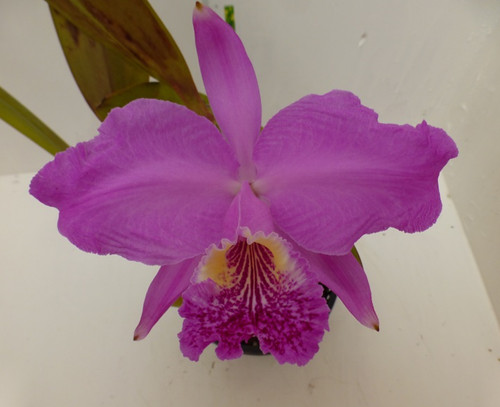 Orchidea cattleya - orchidea,