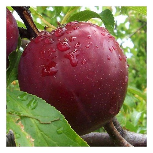 Pianta susino sangue - pianta, di