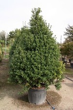 Agrifoglio Ilex aquifolium