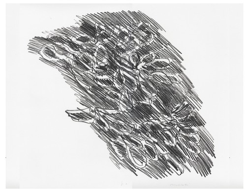 Morlotti ennio cactus - , "