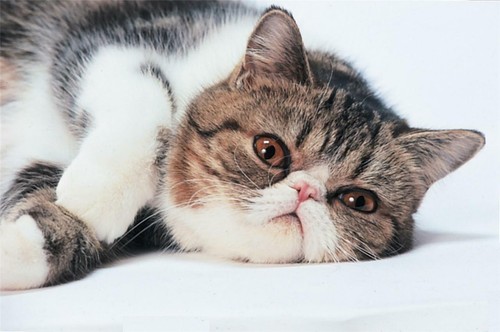 Foto poster lucido gatto - foto,