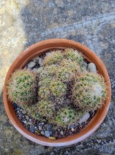 Coryphantha Vaso 25 Molto Accestita 