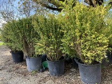 Melograno Nano Bonsai  Più Di 10  Anni In Zolla , Bonsai, Fruttifero