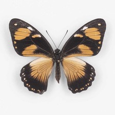 Papilio Dardano Tibullo per