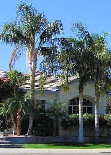 Palma regina palm queen - palm,