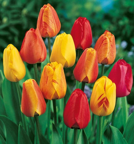 Tulipani mini vaso 9cm - tulipani,