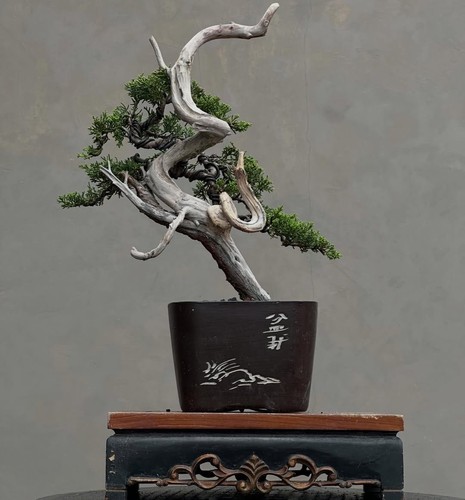 Bonsai juniperus chinensis - di,