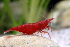 Lotto 10pz neocaridina davidi - lotto,