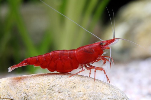 Lotto 10pz neocaridina - lotto, davidi