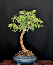 BONSAI DI LARICE DORATO