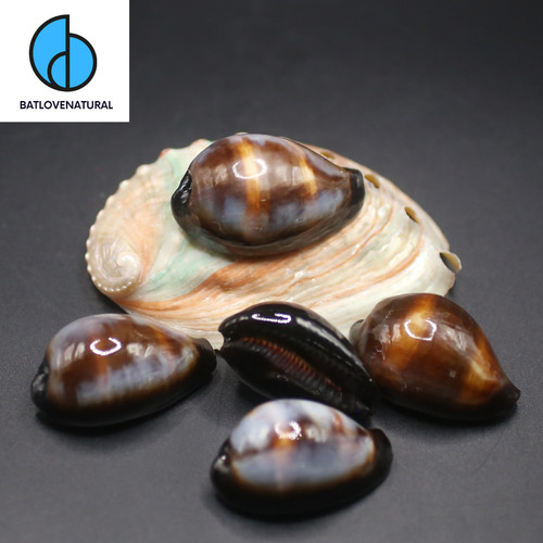 Cypraea onyx seashell - cypraea,
