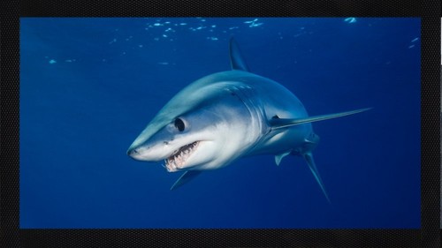 Mako shark sea life ocean - mako,