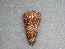 Conus giselleliae spectacular - conus,