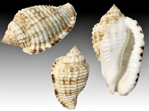 Harpidae morum grande - harpidae,, south
