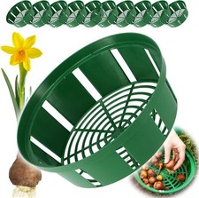 Cesti bulbo narciso tulipano