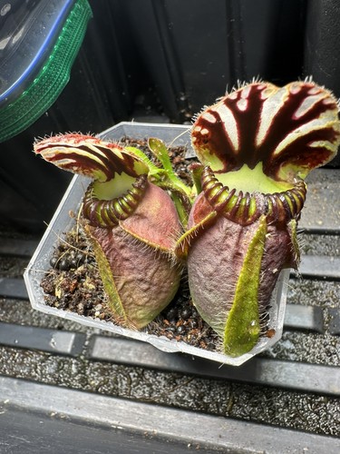 Cephalotus follicularis eden - cephalotus, 'eden