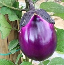 300 SEMI DI MELANZANA VIOLETTA DI FIRENZE- TONDA - ORTAGGIO