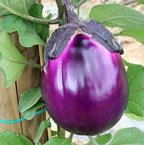 300 semi melanzana violetta - 300,