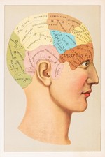 Frenologia Cervello Umano