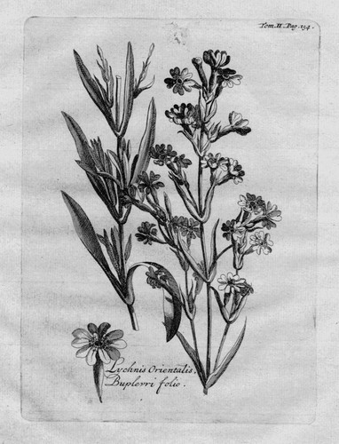 1718 lychnis pechnelke nelke - lychnis,