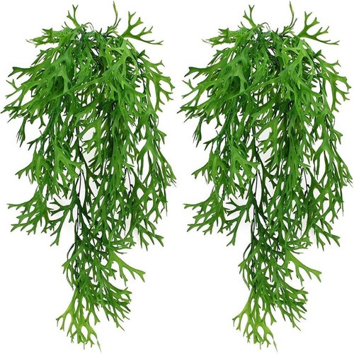 Piante appendere verde - appendere,