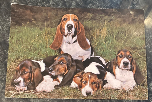 Dog postcard unused bassett - dog,