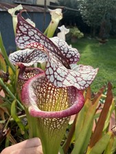 Pianta Carnivora Sarracenia
