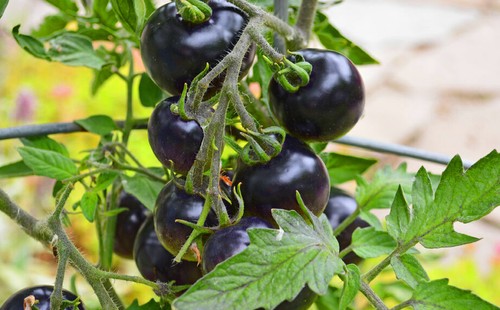 Pomodoro viola tomato purple - ,
