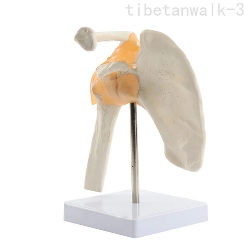 Modello anatomia articolare - modello,