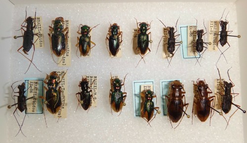 Coleotteri tigre brasiliani - coleotteri,