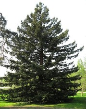 Semi di sequoia californiana