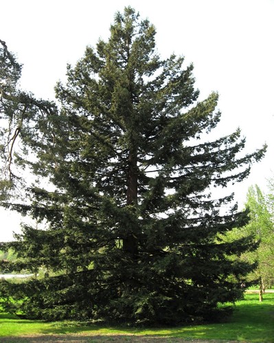 Semi sequoia californiana - semi, di