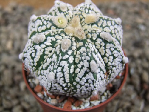 8i48 astrophytum super - super, kabuto