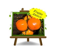 Kaki Mela var. Jiro Pianta da frutto antico su vaso da 26  max 160 cm 4 anni