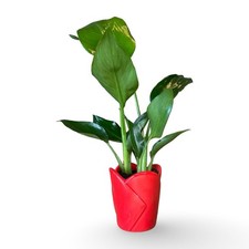 Mini strelitzia augusta - mini,