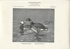 Stampa antica OCA FACCIABIANCA e OCA COLOMBACCIO 1910 Antique print