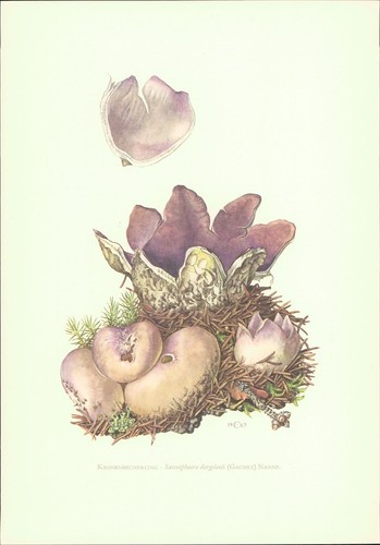 Funghi claus caspari coppa - claus,