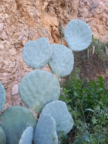 Opuntia robusta nopal camueso - nopal,