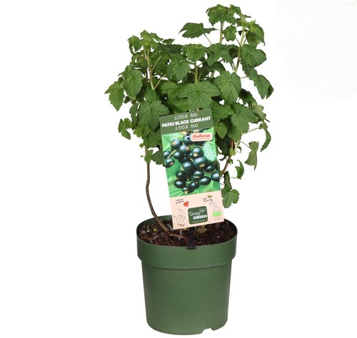 Ribes nero - ribes, nigrum
