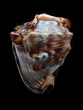 SHELL  CASSIS TUBEROSA mm.175