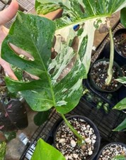 Monstera Albo High