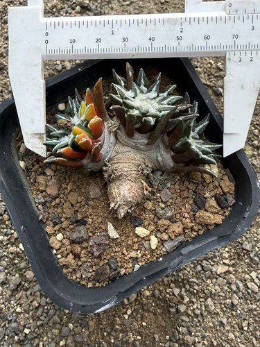 Multi testa ariocarpus - multi-testa,