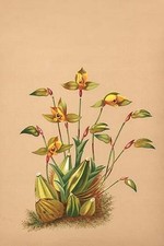 Lycaste Aromatica H.G. Stampa
