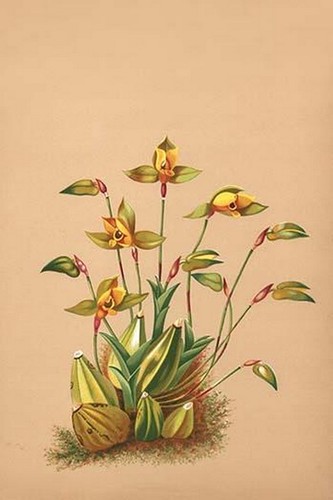 Lycaste aromatica stampa - lycaste,