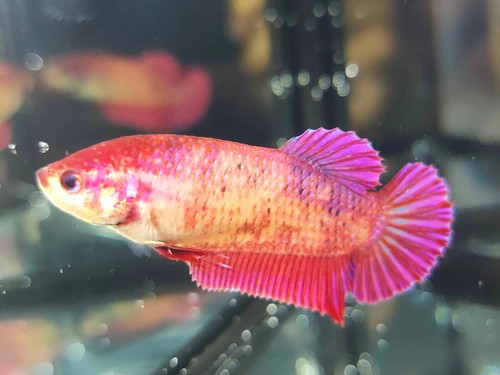 Live betta fish gigante sakura - fish,