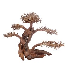 Albero bonsai XL n.3312 radice