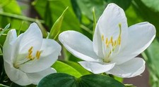 White Bauhinia Racemosa Plant