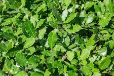 Alloro vaso - nobilis),