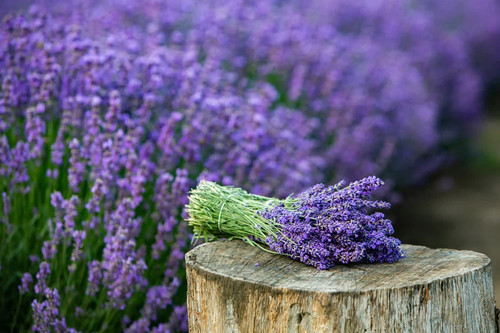 500 semi seeds lavanda - semi, di